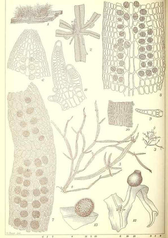 Reproducción/Reproduction 49673890276: Icones of Japanese algae.. Tokyo,Kazamashobo[1907-1942]. 