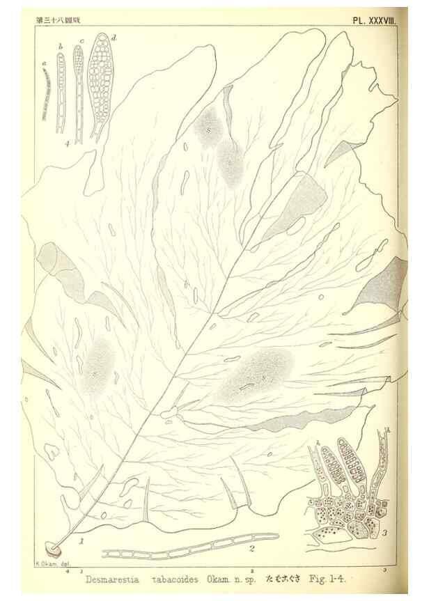 Reproducción/Reproduction 49673349143: Icones of Japanese algae.. Tokyo,Kazamashobo[1907-1942]. 