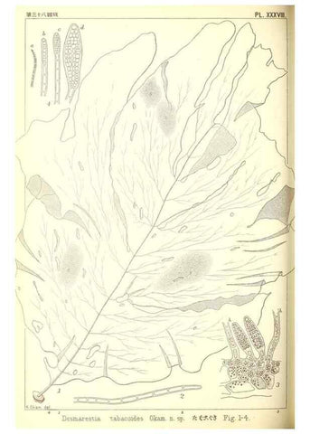 Reproducción/Reproduction 49673349143: Icones of Japanese algae.. Tokyo,Kazamashobo[1907-1942]. 