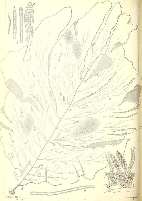 Reproducción/Reproduction 49673349143: Icones of Japanese algae.. Tokyo,Kazamashobo[1907-1942]. 