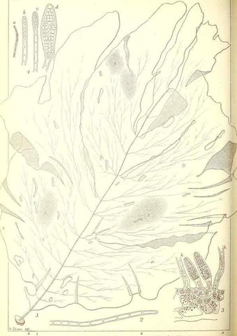 Reproducción/Reproduction 49673349143: Icones of Japanese algae.. Tokyo,Kazamashobo[1907-1942]. 