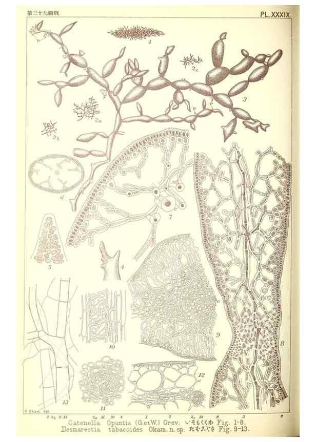 Reproducción/Reproduction 49673349483: Icones of Japanese algae.. Tokyo,Kazamashobo[1907-1942]. 