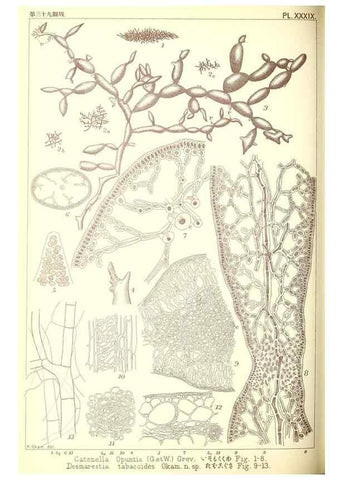 Reproducción/Reproduction 49673349483: Icones of Japanese algae.. Tokyo,Kazamashobo[1907-1942]. 