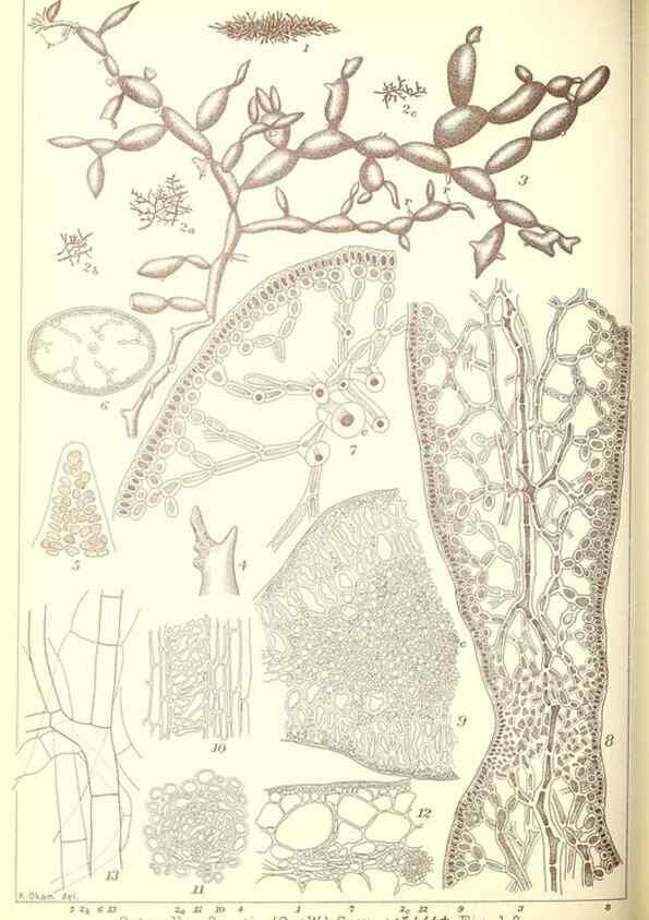 Reproducción/Reproduction 49673349483: Icones of Japanese algae.. Tokyo,Kazamashobo[1907-1942]. 