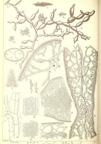 Reproducción/Reproduction 49673349483: Icones of Japanese algae.. Tokyo,Kazamashobo[1907-1942]. 