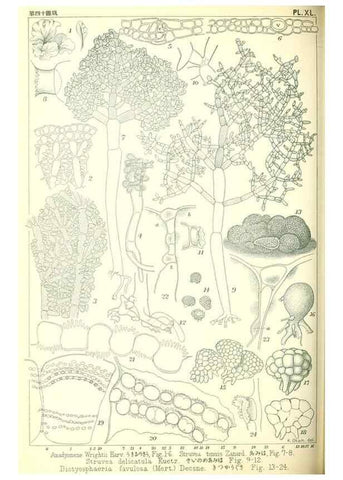 Reproducción/Reproduction 49673891141: Icones of Japanese algae.. Tokyo,Kazamashobo[1907-1942]. 