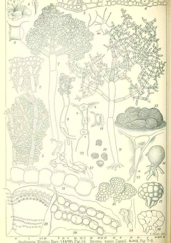 Reproducción/Reproduction 49673891141: Icones of Japanese algae.. Tokyo,Kazamashobo[1907-1942]. 