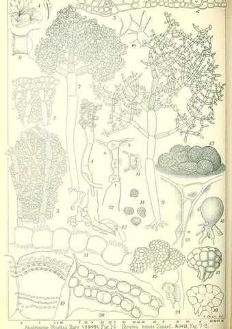 Reproducción/Reproduction 49673891141: Icones of Japanese algae.. Tokyo,Kazamashobo[1907-1942]. 