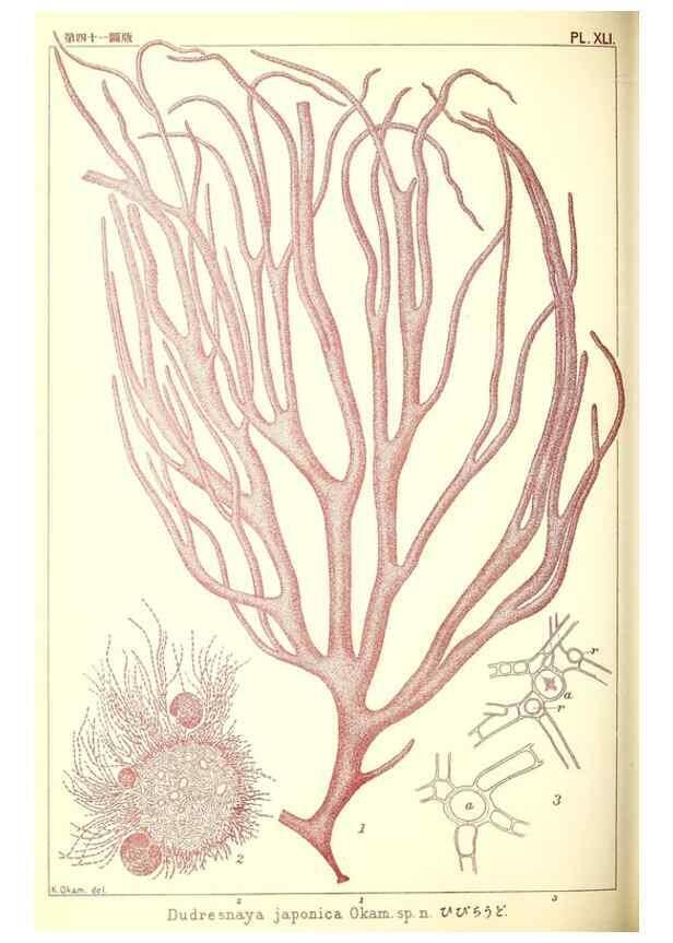 Reproducción/Reproduction 49673350198: Icones of Japanese algae.. Tokyo,Kazamashobo[1907-1942]. 
