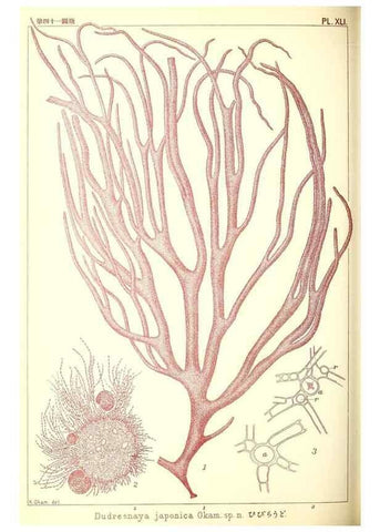 Reproducción/Reproduction 49673350198: Icones of Japanese algae.. Tokyo,Kazamashobo[1907-1942]. 