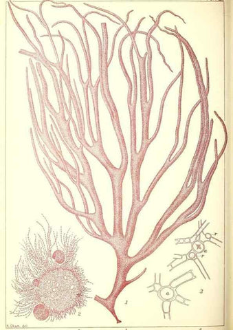 Reproducción/Reproduction 49673350198: Icones of Japanese algae.. Tokyo,Kazamashobo[1907-1942]. 