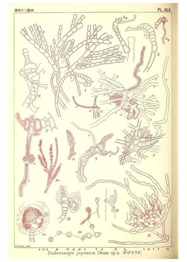 Reproducción/Reproduction 49673350493: Icones of Japanese algae.. Tokyo,Kazamashobo[1907-1942]. 