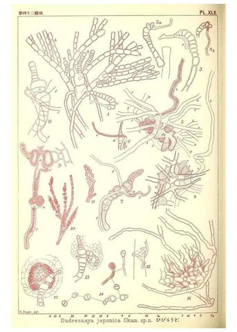 Reproducción/Reproduction 49673350493: Icones of Japanese algae.. Tokyo,Kazamashobo[1907-1942]. 