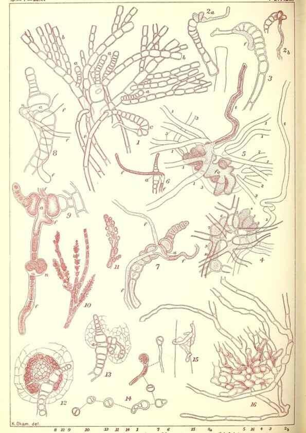 Reproducción/Reproduction 49673350493: Icones of Japanese algae.. Tokyo,Kazamashobo[1907-1942]. 