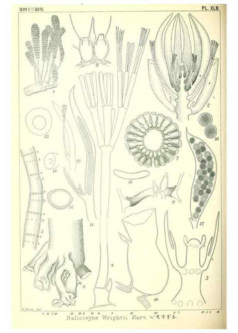 Reproducción/Reproduction 49674172742: Icones of Japanese algae.. Tokyo,Kazamashobo[1907-1942]. 