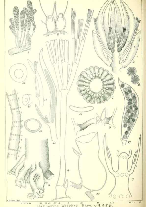 Reproducción/Reproduction 49674172742: Icones of Japanese algae.. Tokyo,Kazamashobo[1907-1942]. 