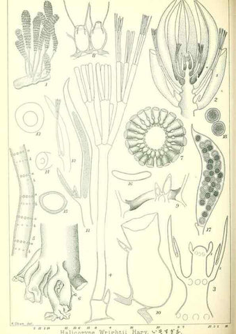 Reproducción/Reproduction 49674172742: Icones of Japanese algae.. Tokyo,Kazamashobo[1907-1942]. 