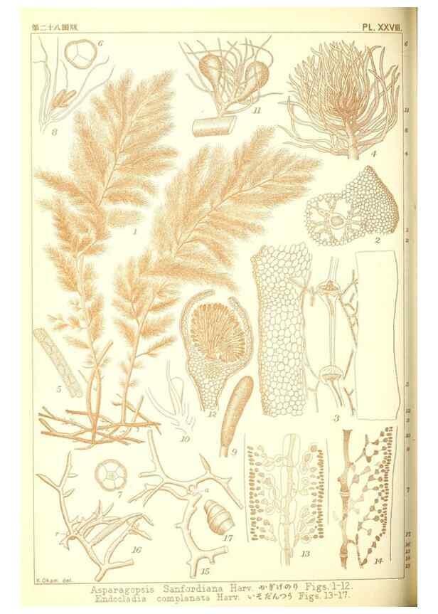 Reproducción/Reproduction 49673887616: Icones of Japanese algae.. Tokyo,Kazamashobo[1907-1942]. 