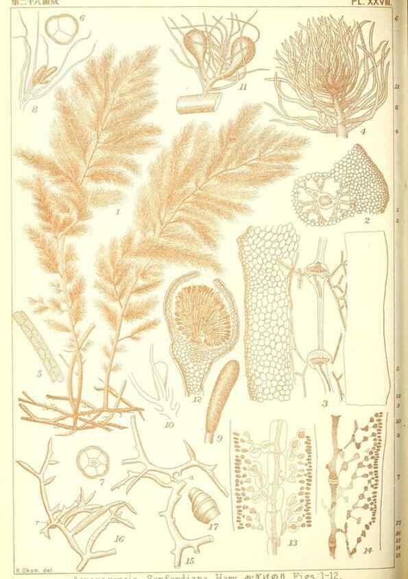 Reproducción/Reproduction 49673887616: Icones of Japanese algae.. Tokyo,Kazamashobo[1907-1942]. 