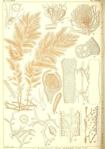 Reproducción/Reproduction 49673887616: Icones of Japanese algae.. Tokyo,Kazamashobo[1907-1942]. 
