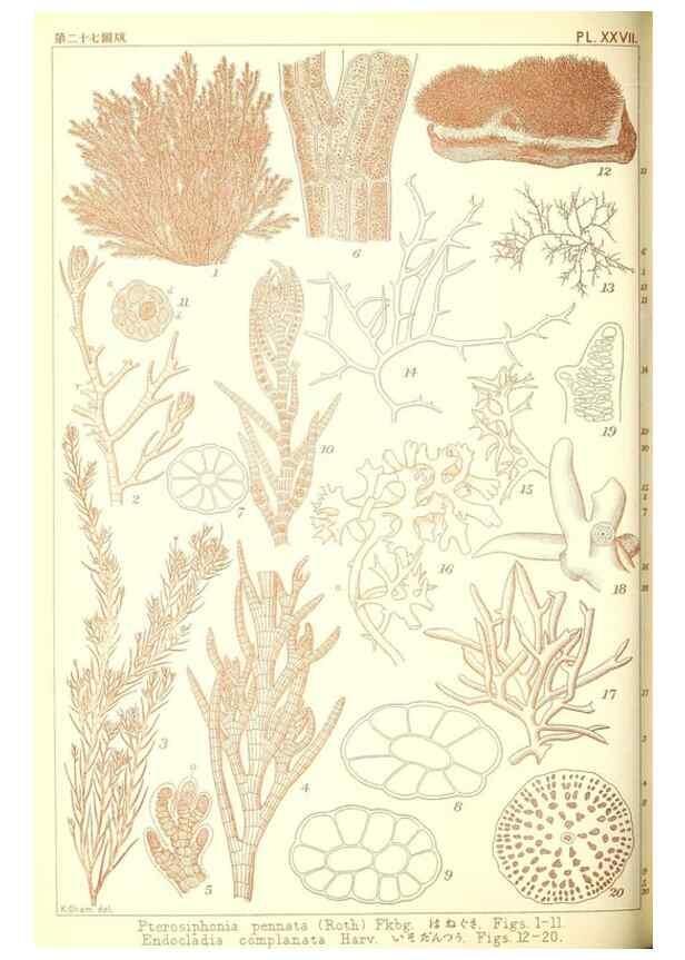Reproducción/Reproduction 49674167897: Icones of Japanese algae.. Tokyo,Kazamashobo[1907-1942]. 