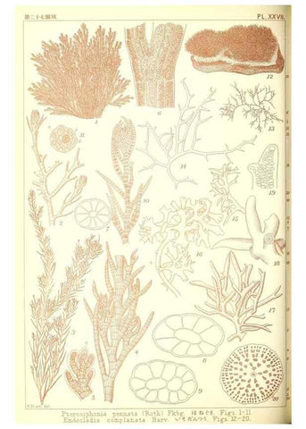 Reproducción/Reproduction 49674167897: Icones of Japanese algae.. Tokyo,Kazamashobo[1907-1942]. 