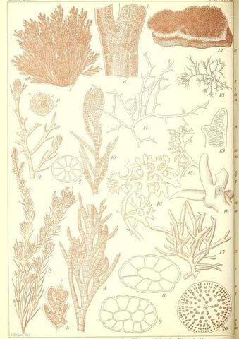 Reproducción/Reproduction 49674167897: Icones of Japanese algae.. Tokyo,Kazamashobo[1907-1942]. 