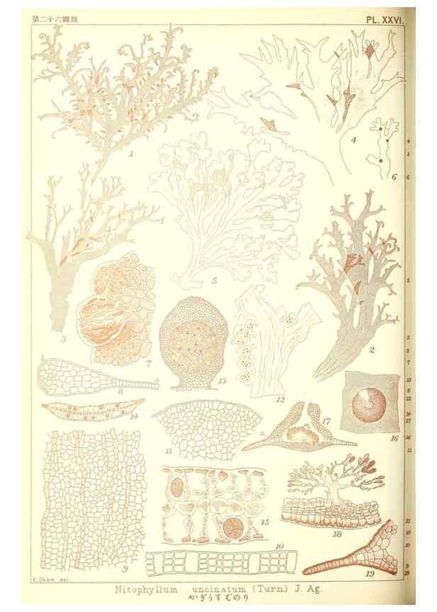Reproducción/Reproduction 49673345473: Icones of Japanese algae.. Tokyo,Kazamashobo[1907-1942]. 
