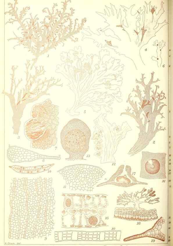 Reproducción/Reproduction 49673345473: Icones of Japanese algae.. Tokyo,Kazamashobo[1907-1942]. 