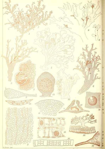 Reproducción/Reproduction 49673345473: Icones of Japanese algae.. Tokyo,Kazamashobo[1907-1942]. 