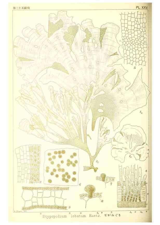 Reproducción/Reproduction 49673886796: Icones of Japanese algae.. Tokyo,Kazamashobo[1907-1942]. 