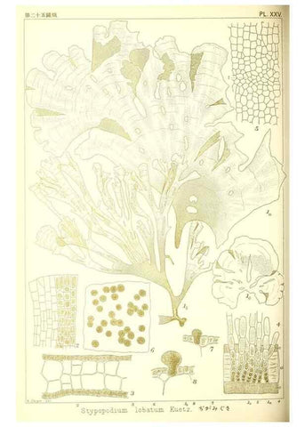 Reproducción/Reproduction 49673886796: Icones of Japanese algae.. Tokyo,Kazamashobo[1907-1942]. 