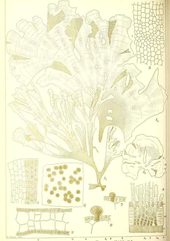 Reproducción/Reproduction 49673886796: Icones of Japanese algae.. Tokyo,Kazamashobo[1907-1942]. 