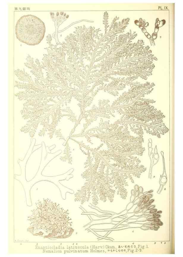 Reproducción/Reproduction 49673340788: Icones of Japanese algae.. Tokyo,Kazamashobo[1907-1942]. 