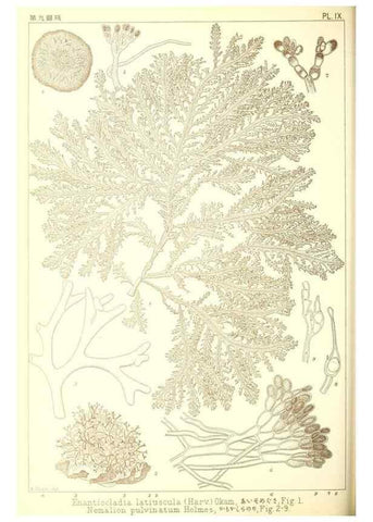 Reproducción/Reproduction 49673340788: Icones of Japanese algae.. Tokyo,Kazamashobo[1907-1942]. 