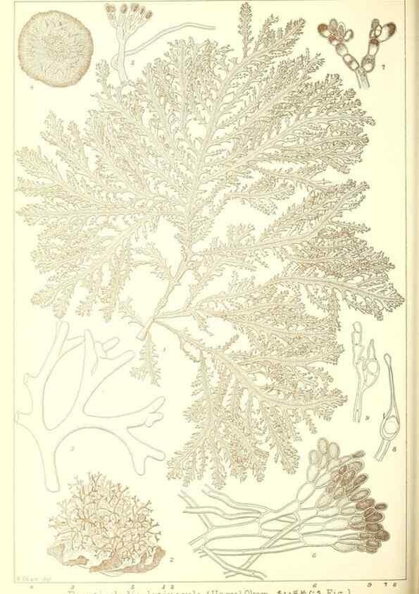 Reproducción/Reproduction 49673340788: Icones of Japanese algae.. Tokyo,Kazamashobo[1907-1942]. 