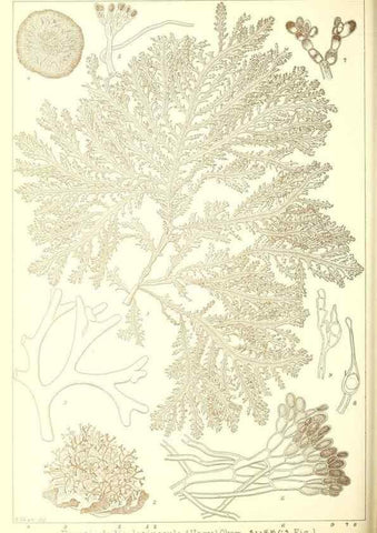 Reproducción/Reproduction 49673340788: Icones of Japanese algae.. Tokyo,Kazamashobo[1907-1942]. 