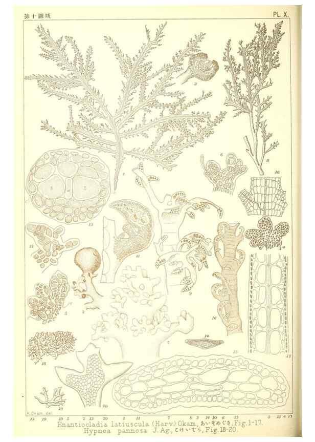 Reproducción/Reproduction 49674163407: Icones of Japanese algae.. Tokyo,Kazamashobo[1907-1942]. 