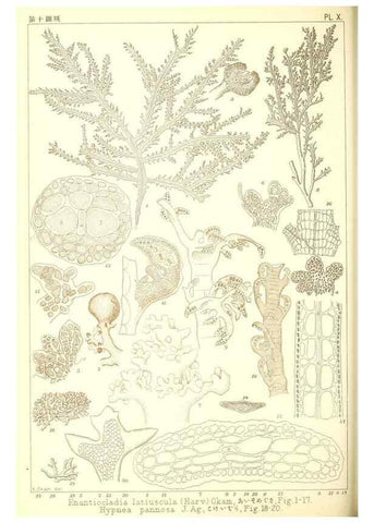 Reproducción/Reproduction 49674163407: Icones of Japanese algae.. Tokyo,Kazamashobo[1907-1942]. 