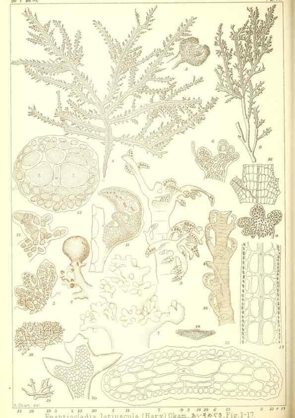 Reproducción/Reproduction 49674163407: Icones of Japanese algae.. Tokyo,Kazamashobo[1907-1942]. 