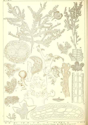 Reproducción/Reproduction 49674163407: Icones of Japanese algae.. Tokyo,Kazamashobo[1907-1942]. 