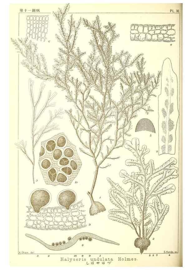 Reproducción/Reproduction 49673883256: Icones of Japanese algae.. Tokyo,Kazamashobo[1907-1942]. 