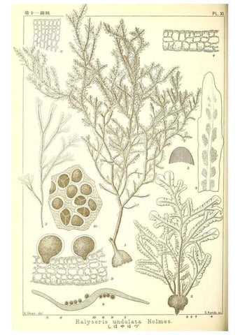 Reproducción/Reproduction 49673883256: Icones of Japanese algae.. Tokyo,Kazamashobo[1907-1942]. 
