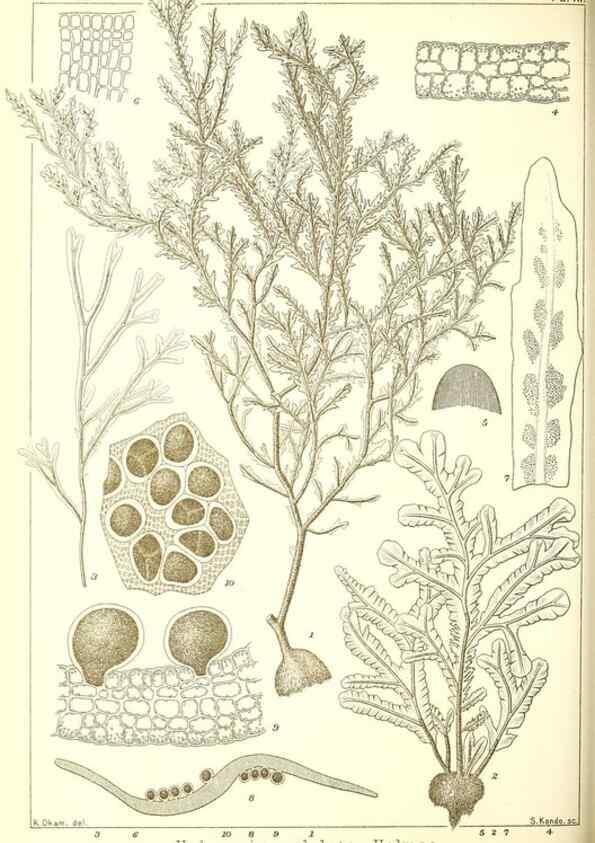 Reproducción/Reproduction 49673883256: Icones of Japanese algae.. Tokyo,Kazamashobo[1907-1942]. 