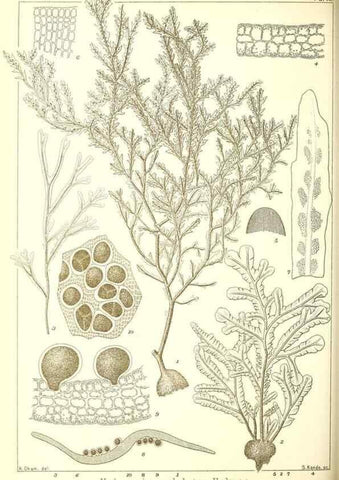 Reproducción/Reproduction 49673883256: Icones of Japanese algae.. Tokyo,Kazamashobo[1907-1942]. 