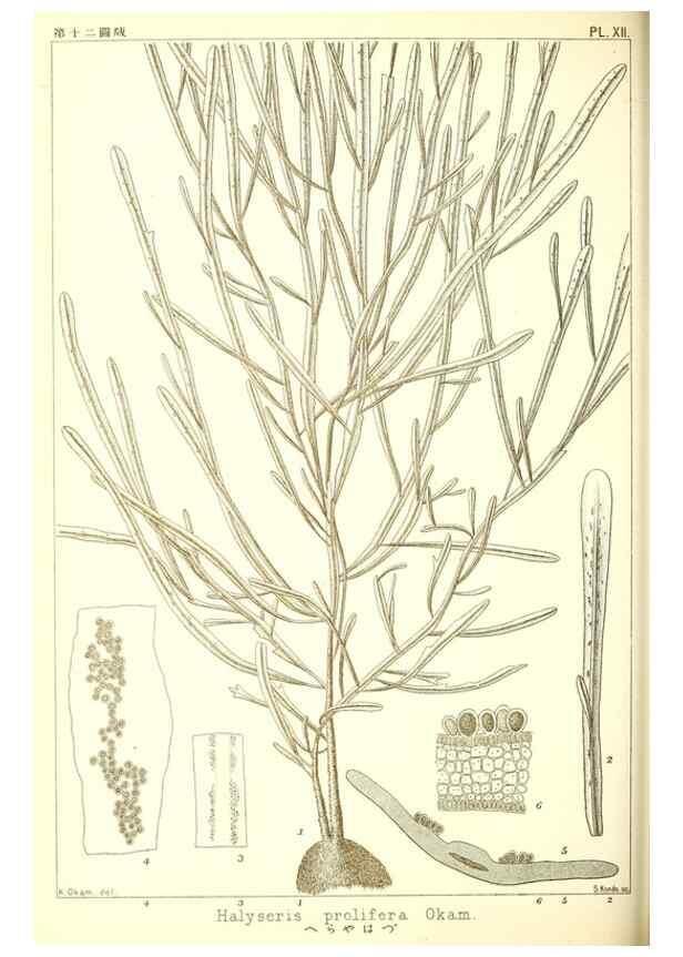 Reproducción/Reproduction 49673341703: Icones of Japanese algae.. Tokyo,Kazamashobo[1907-1942]. 