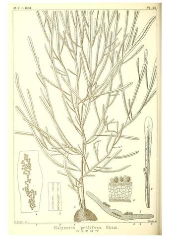 Reproducción/Reproduction 49673341703: Icones of Japanese algae.. Tokyo,Kazamashobo[1907-1942]. 