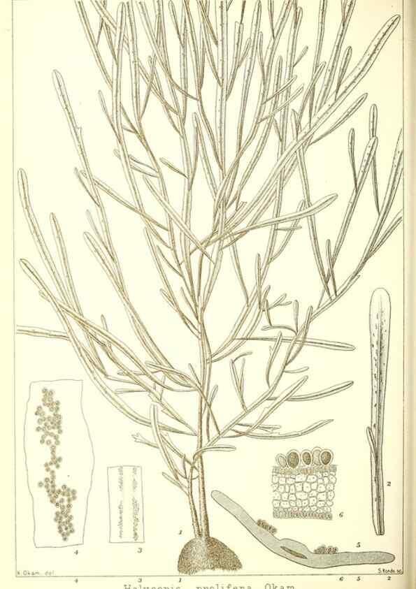Reproducción/Reproduction 49673341703: Icones of Japanese algae.. Tokyo,Kazamashobo[1907-1942]. 