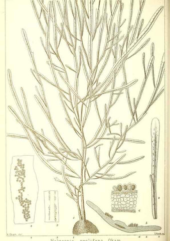 Reproducción/Reproduction 49673341703: Icones of Japanese algae.. Tokyo,Kazamashobo[1907-1942]. 