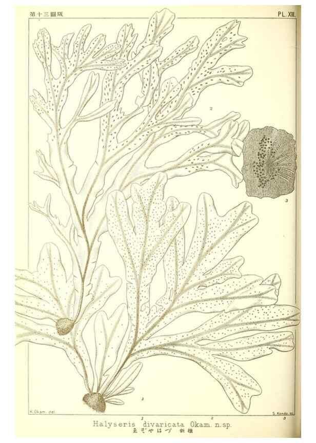 Reproducción/Reproduction 49673883771: Icones of Japanese algae.. Tokyo,Kazamashobo[1907-1942]. 
